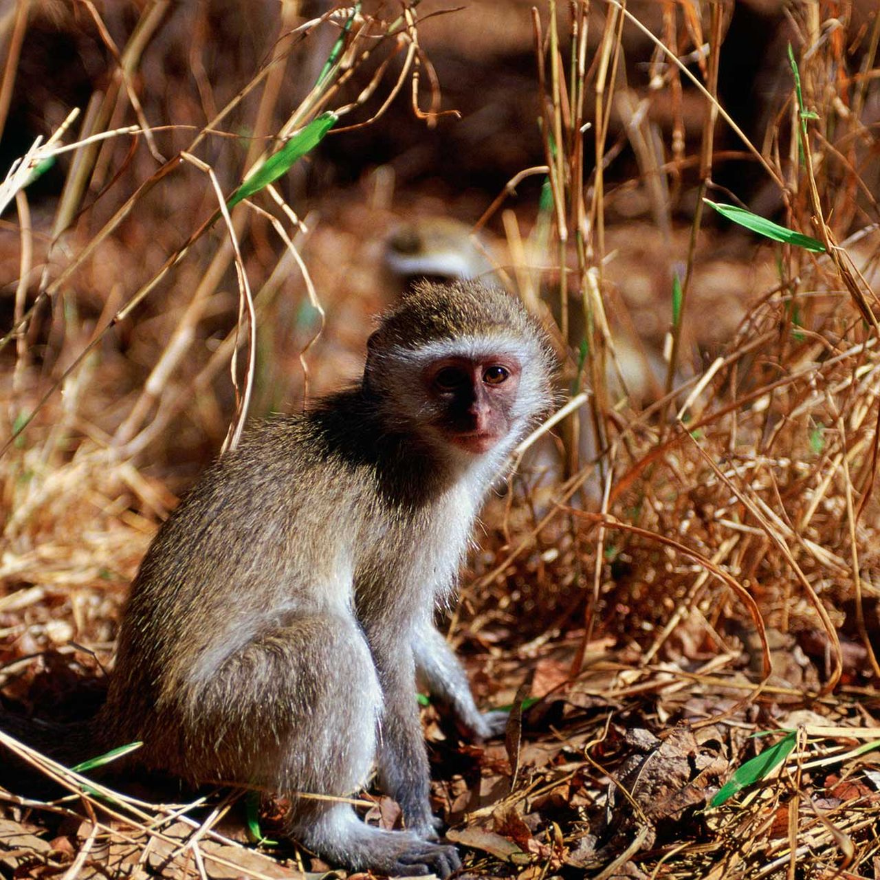 Were Monkey