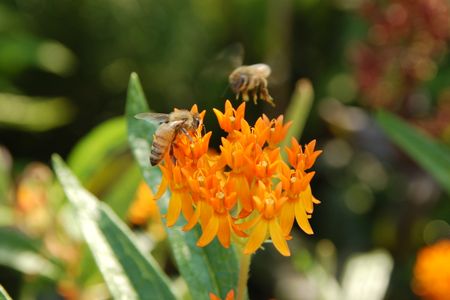 A very happy World Bee Day to you. Let's talk pollinators.