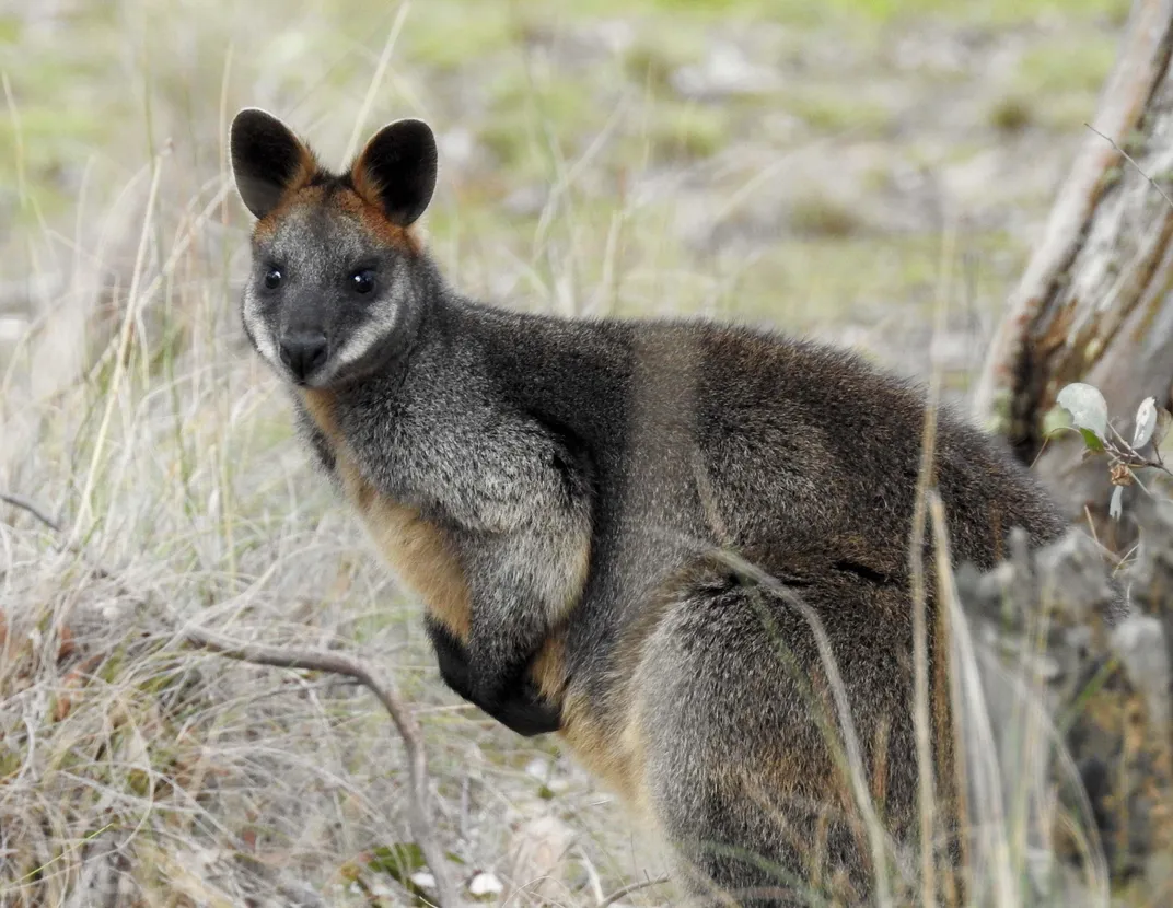 Swamp Wallaby