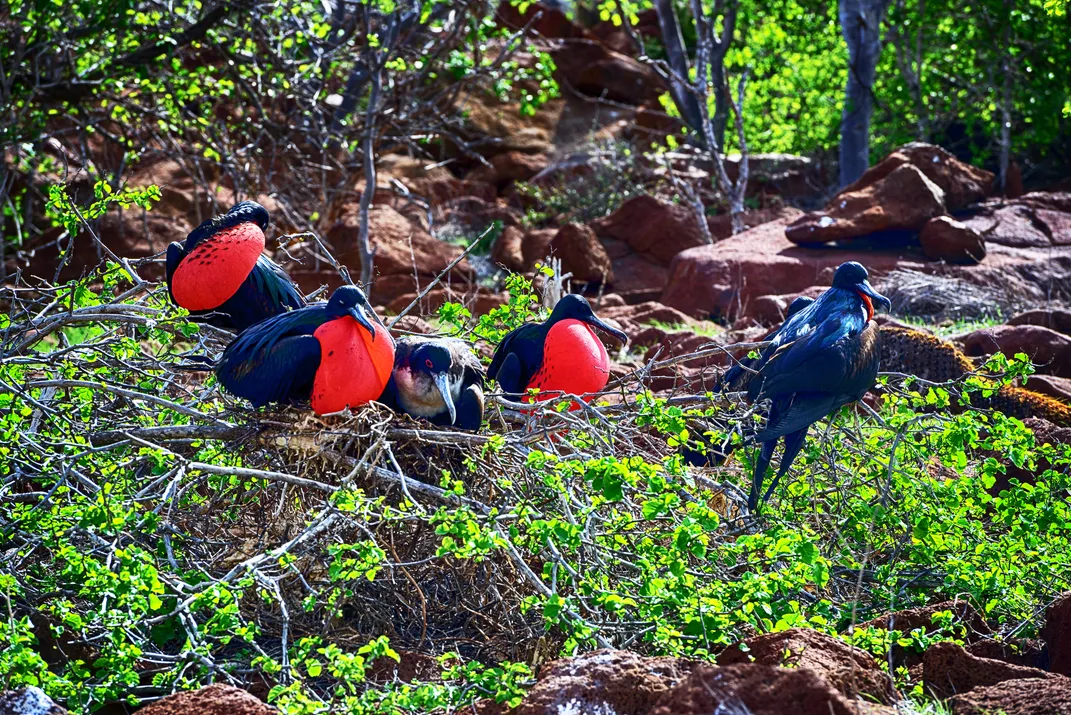 Red Frigate birds