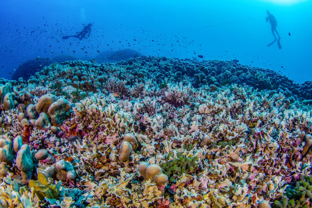 Coral in the foreground with two divers in the background