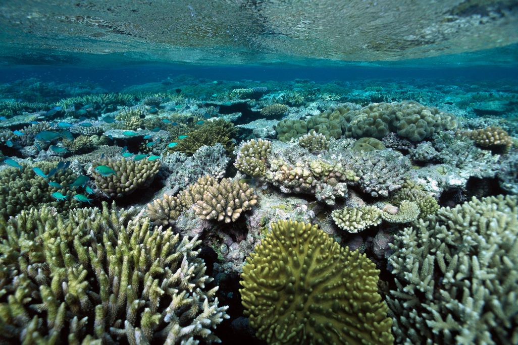Coral