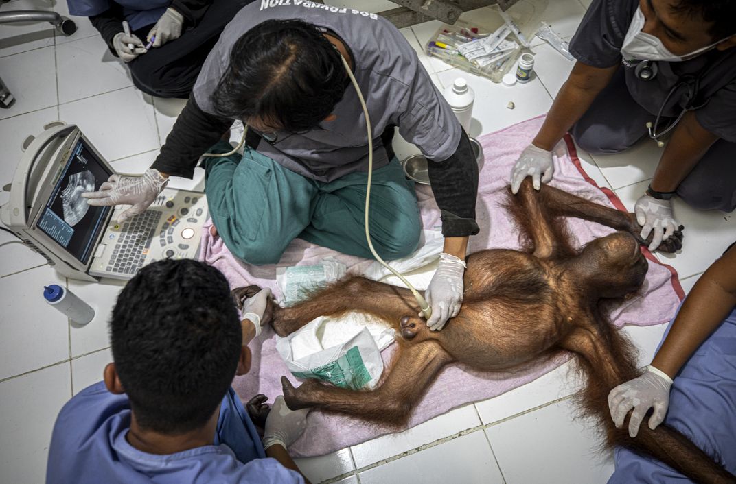Veterinarian Agus Fachroni positions an ultrasound probe on Uru, an 11-year-old male, with the help of paramedics. The image confirms that Uru has bladder stones.