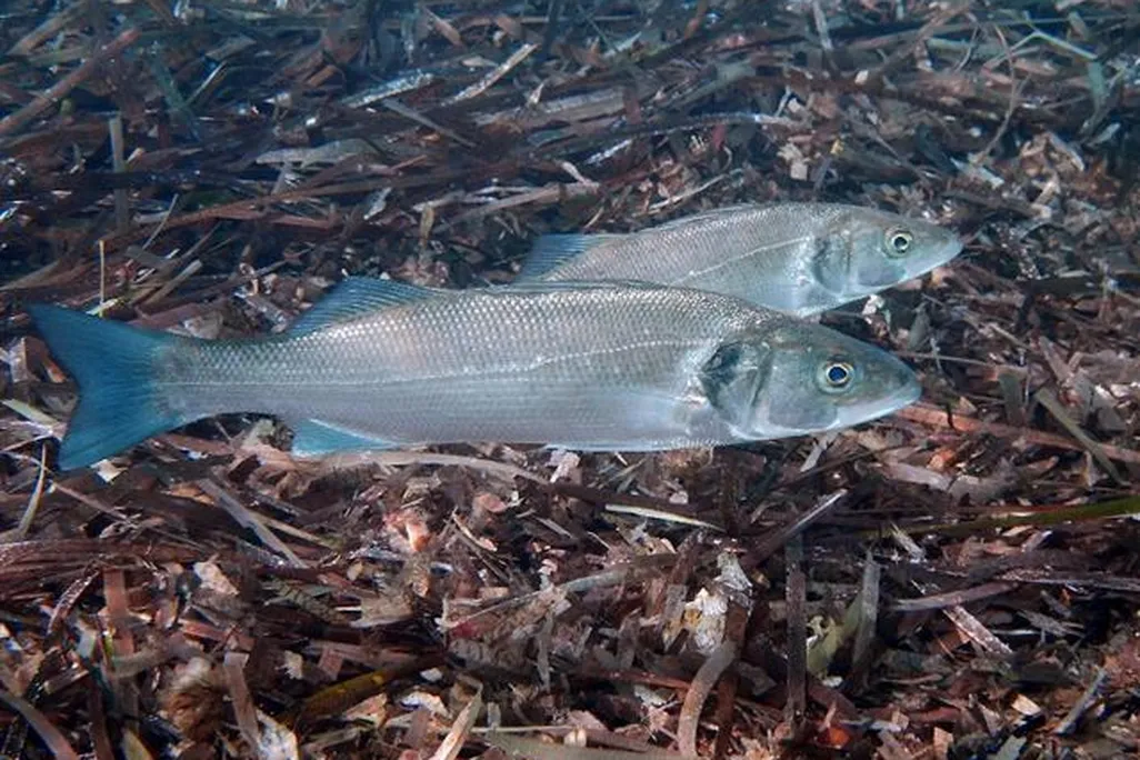 Sea Bass