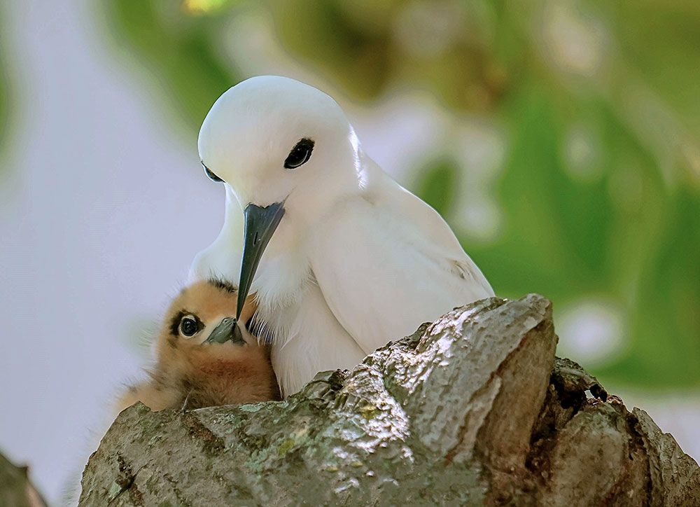 White Tern And Chick