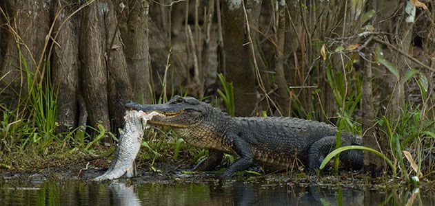 Alligator hunting
