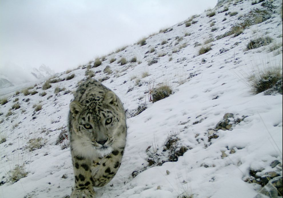 The Elusive Snow Leopard, Caught in a Camera Trap