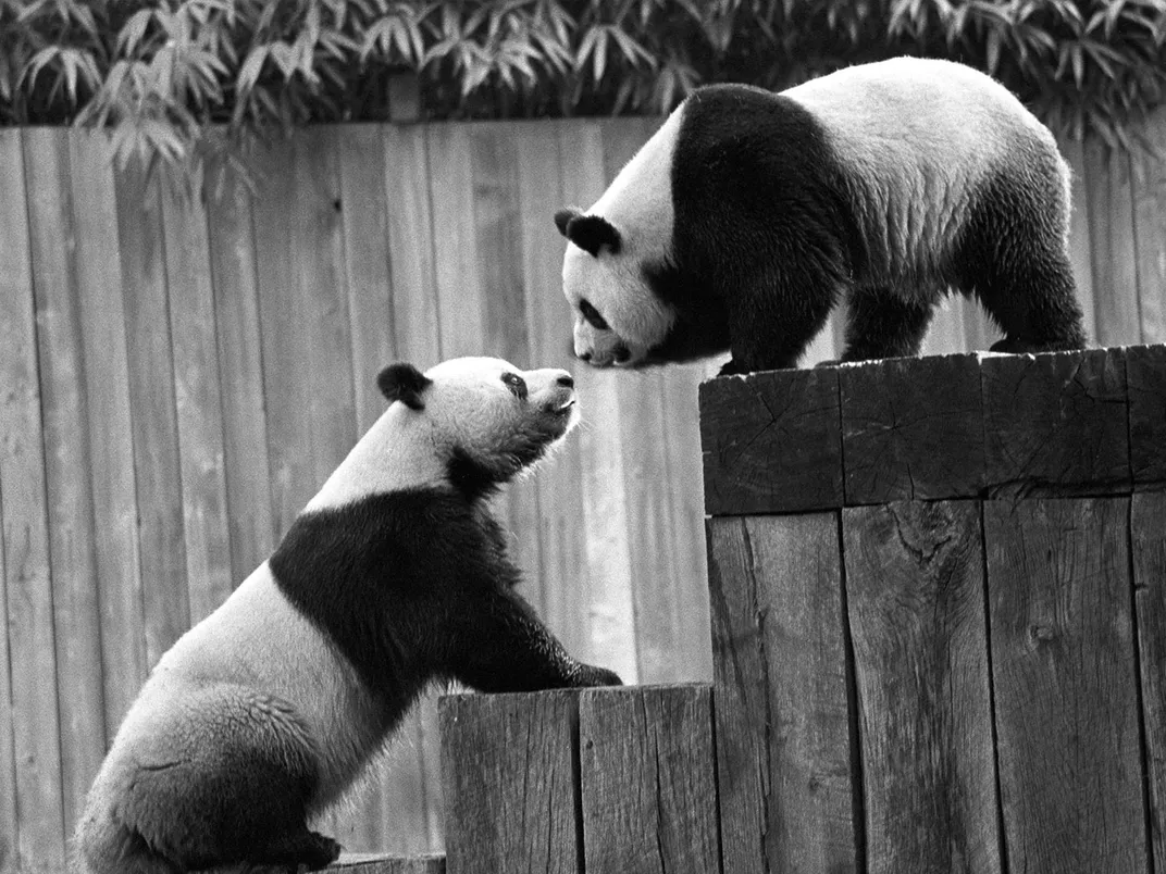 Ling-Ling and Hsing-Hsing, NZCBI's first pair of pandas