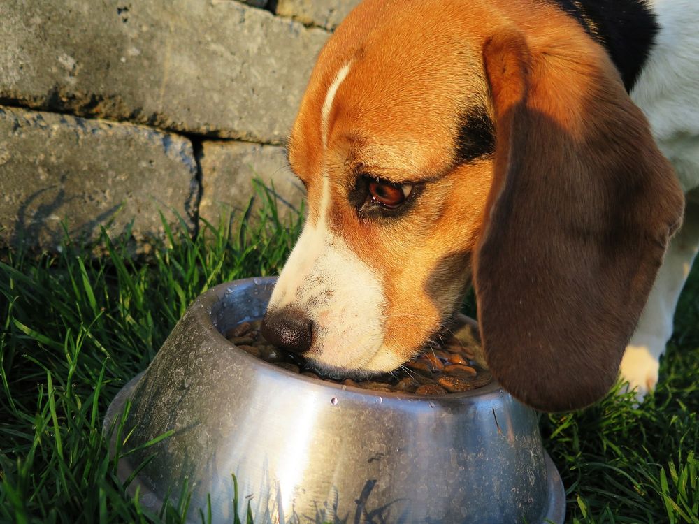 A close-up shot of a beagle eating kibble out of a stainless steel bowl. The dog is eating outside in the grass with a stone wall behind it. 