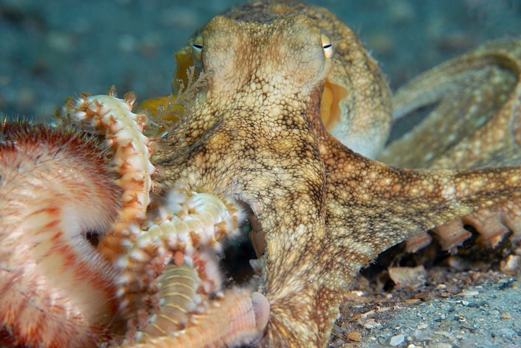 Fireworms taking down a live Octopus. Octopii are mighty predator. One ...