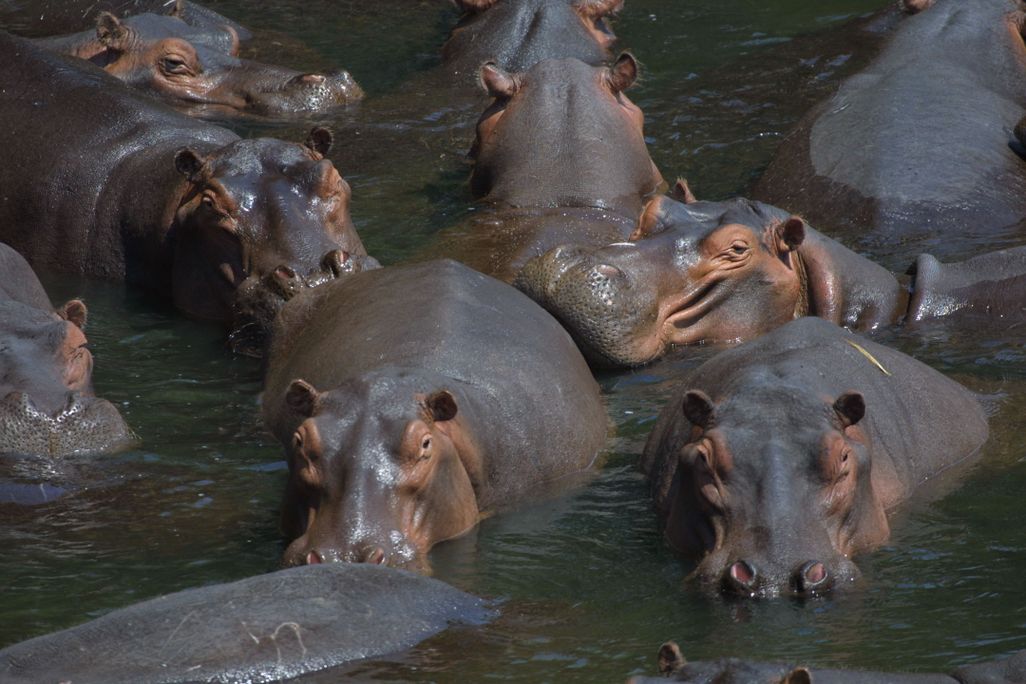 Hippo_pod.jpg