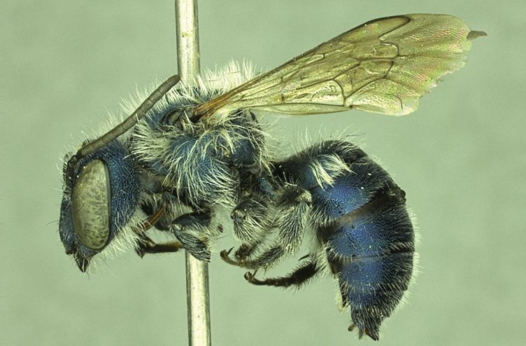 Blue Bee Feared to Be Extinct Is Found in Florida