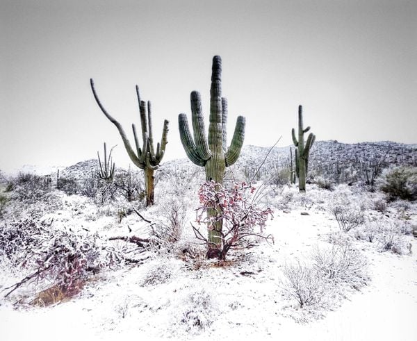Saguaro National Park in the snow thumbnail