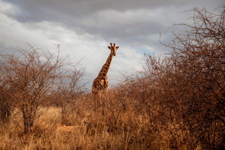 Common wisdom tells us that lightning strikes the tallest thing in an open area—so are giraffes at a greater risk of lightning strikes than other animals?