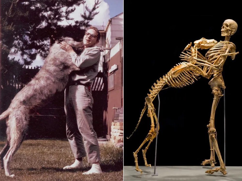 Bones the Hungry Hound Skeleton Dog