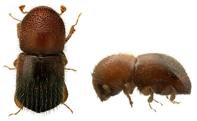 An insect photographed from above and the side.