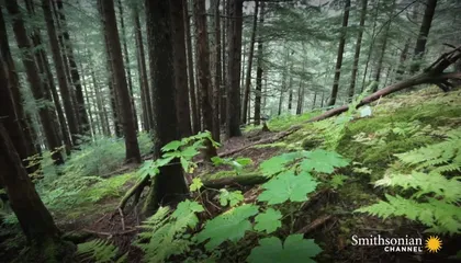 Tracking Down a Plane Crash in the Alaskan Wilderness
