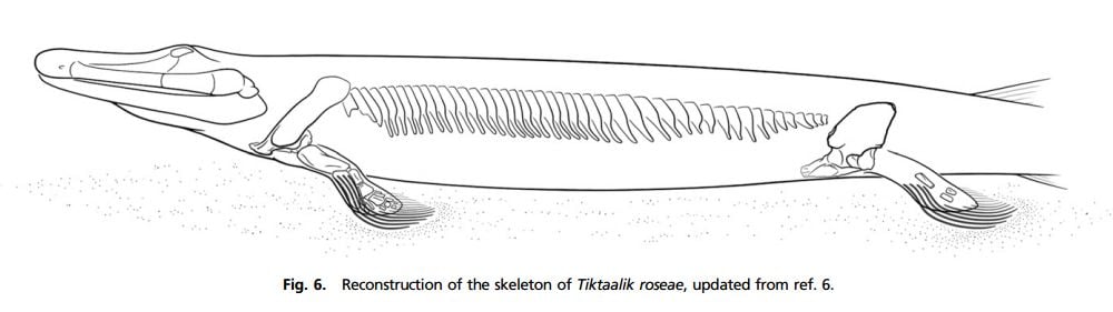 01_14_2014_tiktaalik skeleton.jpg