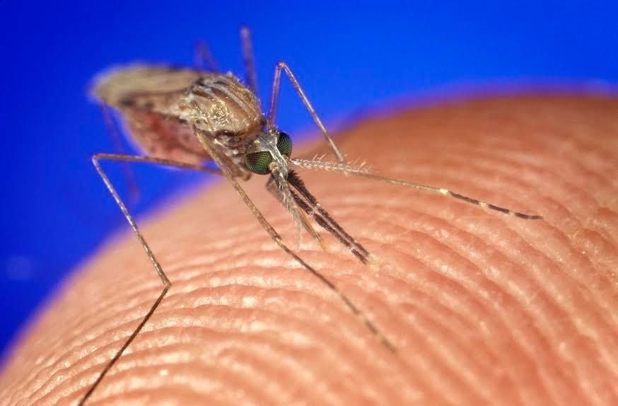 mosquito-biting.jpg