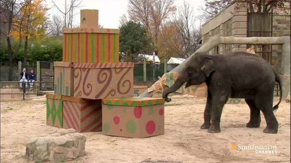 Preview thumbnail for An Adorable Birthday Party for a Baby Elephant