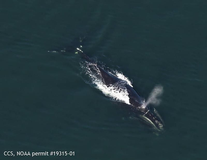 This Lobster Trap Aims to Protect Endangered Whales — and Fishers’ Livelihoods