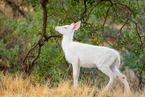 Albino Mule Deer thumbnail