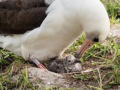 Wisdom, a 70-year-old Laysan albatross, and one of her chicks from years past.