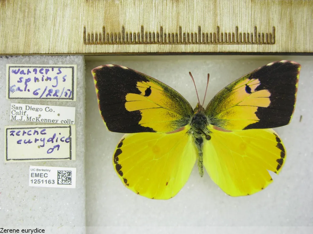 Pictured is a Zerene eurydice specimen, or California dogface butterfly, caught in 1951. 