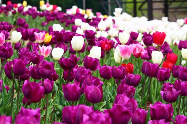 Tulip Fields thumbnail