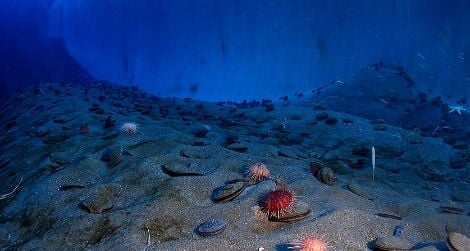 Beneath the seafloor