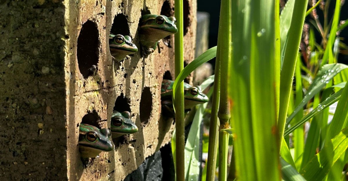 'Frog Saunas' May Be the Key to Saving Amphibians From a Deadly Fungal ...