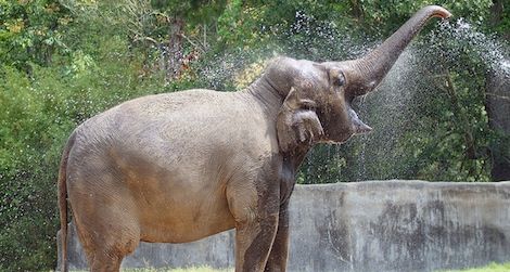 Bozie will go into quarantine