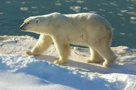 Polar Bear at Cape Churchill (Wapusk National Park, Manitoba, Canada)