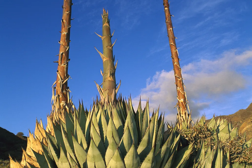 Agave