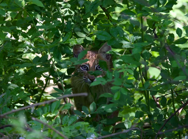 Eyes in the forest thumbnail