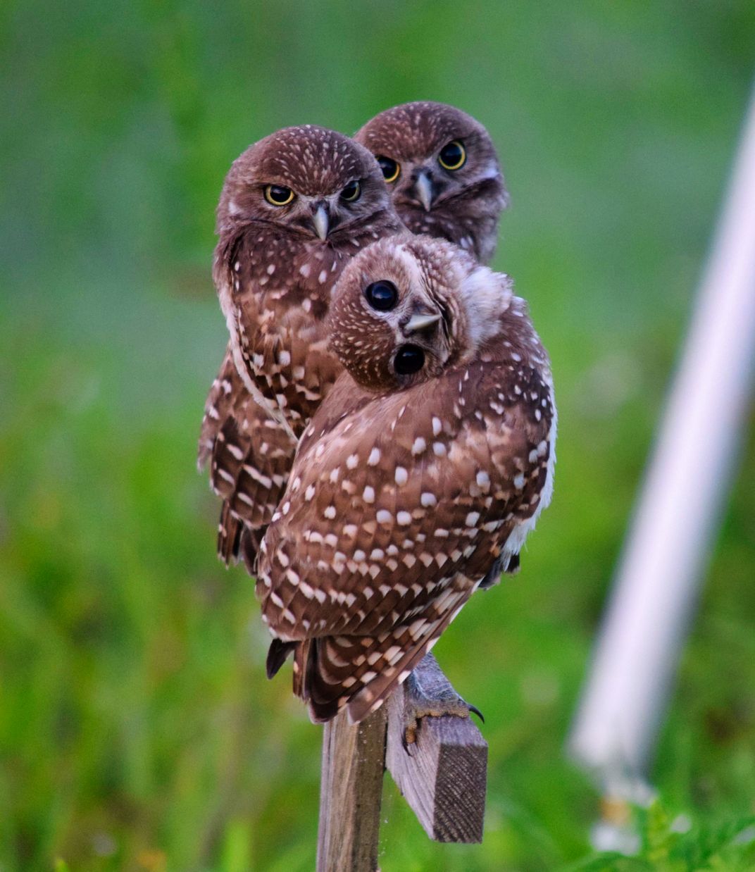 Three Burrowing Owls sharing a perch | Smithsonian Photo Contest ...