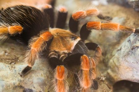 Mexican Fireleg Tarantula