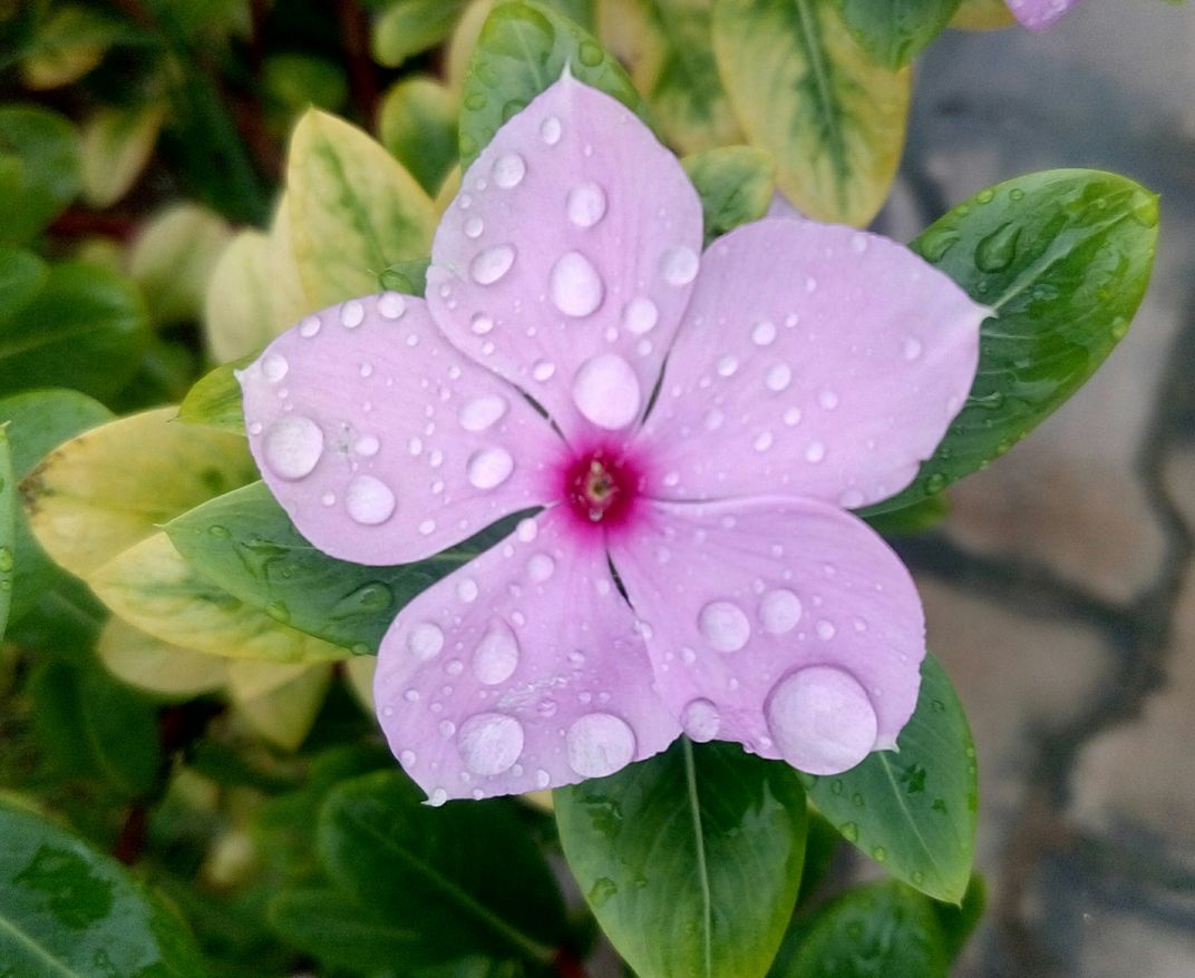 Flower with rain drops | Smithsonian Photo Contest | Smithsonian Magazine