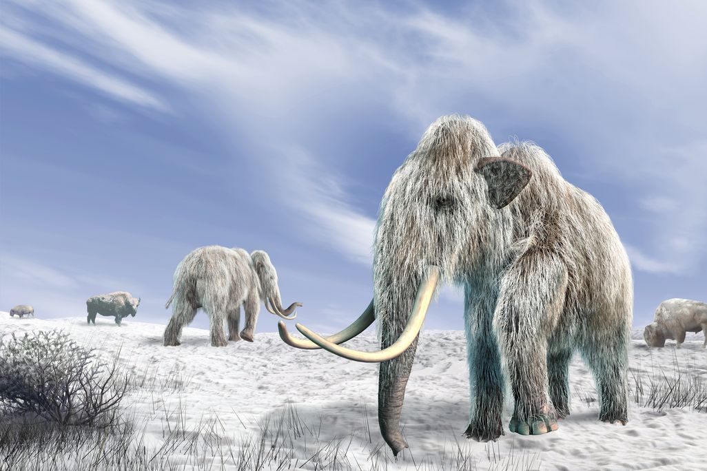 Illustration of a herd of snow-covered woolly mammoths with large tusks on a frozen landscape