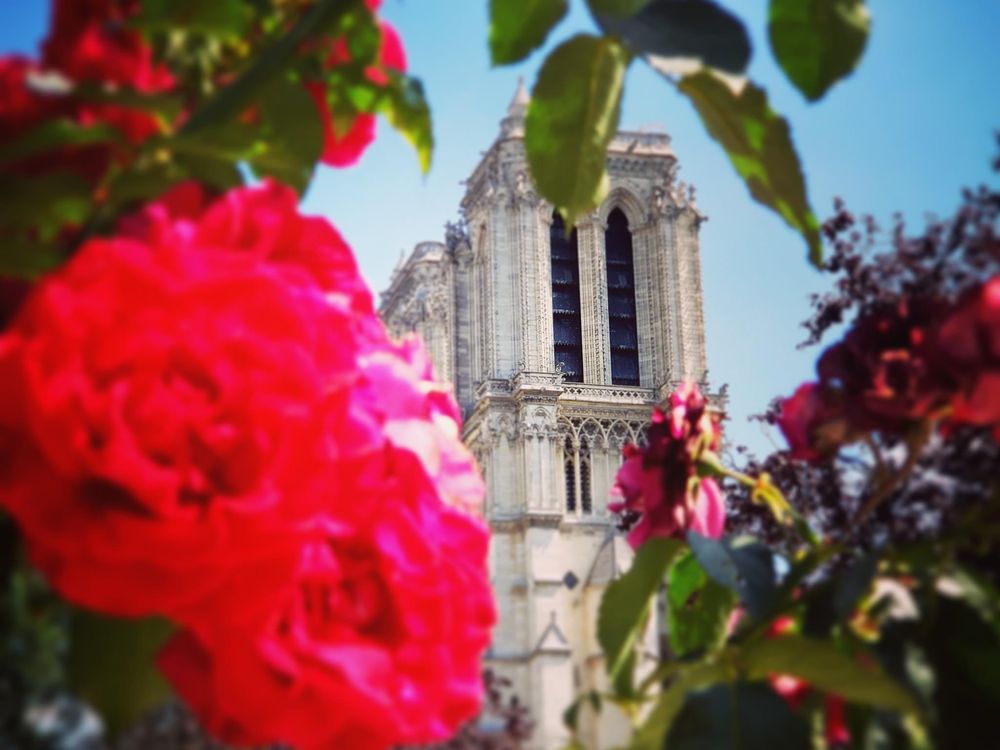 Notre Dame in Spring | Smithsonian Photo Contest | Smithsonian Magazine