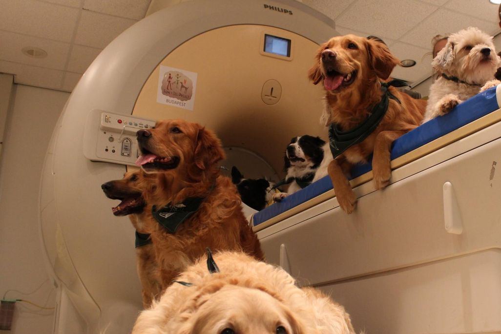Dogs sitting near an MRI machine