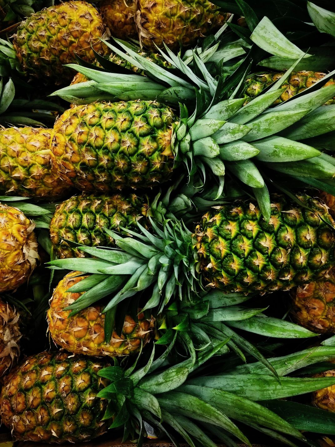 Storebought Pineapples Smithsonian Photo Contest Smithsonian Magazine