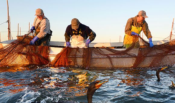 A group of  men on a boat work to haul nets in on the ocean