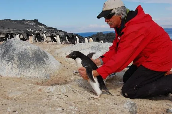 Scientists in Antarctica are studying how climate change is affecting Adélie penguins.