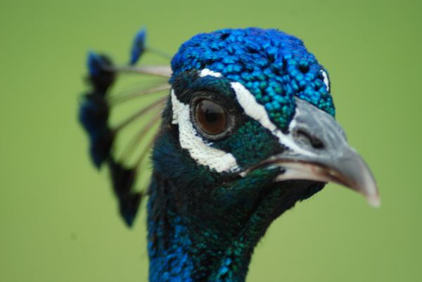 I love peacocks. The irridescent luster of their feathers is one of the most beautiful things in this world. I believe this one could tell I found him attractive. thumbnail