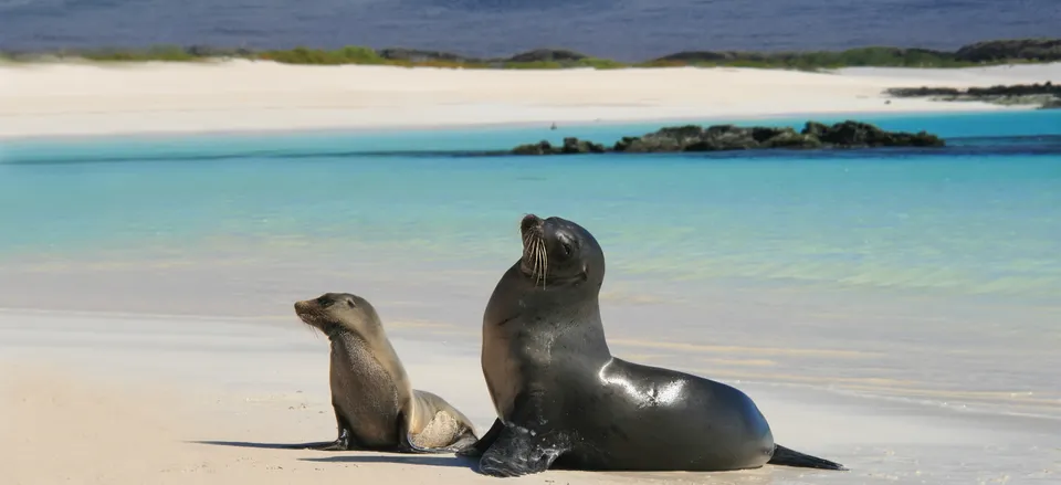  Mother and baby seal 