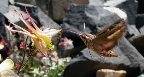 Hawkmoths prefer columbines with long, slender spurs.