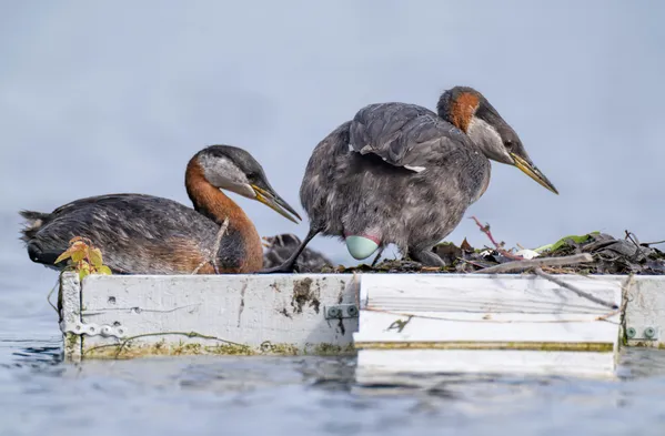 Red-necked grebe laying egg thumbnail