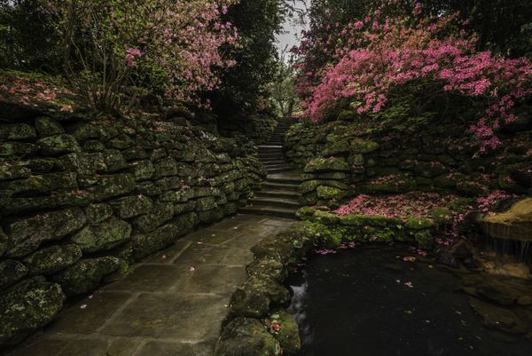 Azalea Rockery thumbnail