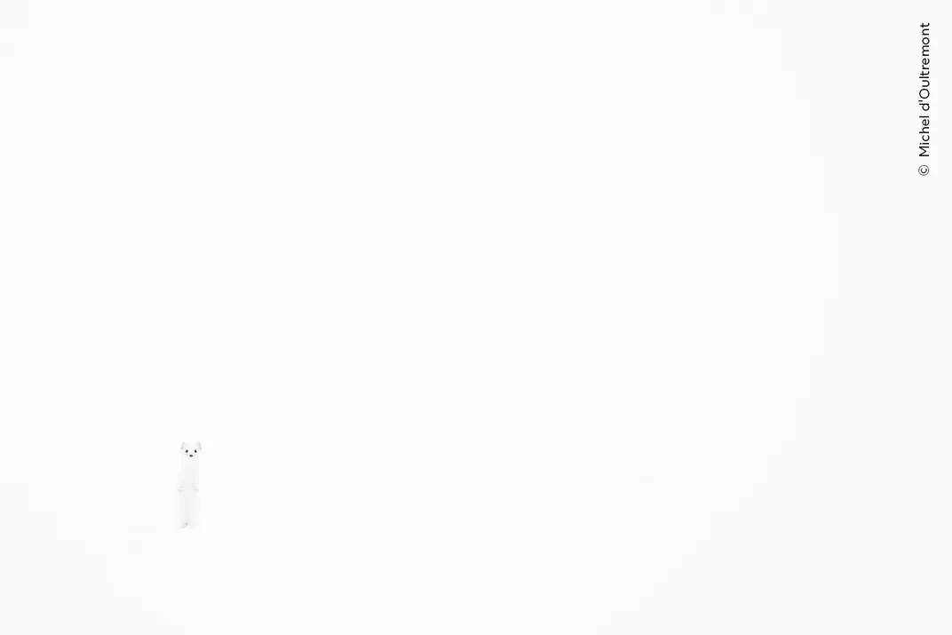 a white stoat stands nearly fully camouflaged into a snowy backdrop